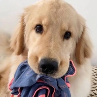 金毛犬的饮食需求与标准体重(金毛犬各个阶段的饮食指南及养护建议)