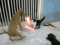猫咪和狗狗同时饲养需要注意的事项