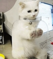浅析猫咪专用营养膏