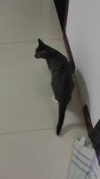 三只萌宠日常趣事：喝水打滚爬爬躲猫猫