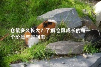 仓鼠多久长大？了解仓鼠成长的每一个阶段与时间表