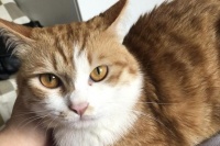 怎么让公猫学会配种 专业训练方法