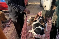 实验犬比格饲养指南：专业环境标准揭秘！