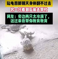 乌龟也会“拔刀相助”？龟龟之间的互助行为：是天生善良还是偶然事件？真相如你所料