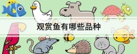 观赏鱼有哪些品种