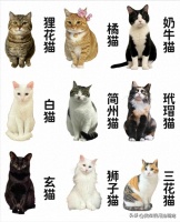 家猫是什么品种