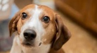狗狗常见胃部疾病全面解析