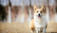 世界十大最萌的狗，比熊犬萌化人心排第三（优秀名利双收）
