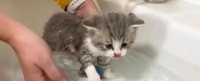 猫洗澡的正确方法及注意事项（如何给你的宠物猫提供一个舒适而安全的洗澡环境）