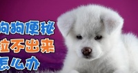 小狗狗吃了骨头后拉不出来的原因及解决方法（宠物主人必看！如何避免小狗狗食用骨头后拉不出来的情况）