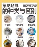 小仓鼠的饲养指南（了解仓鼠的营养需求与食品选择，给你的宠物健康成长）