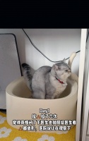 猫必须打疫苗吗？猫打疫苗的重要性与好处（保护猫咪免受疾病侵害，疫苗是关键）
