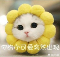 如何选择猫咪用品？