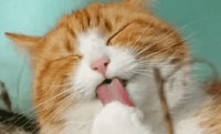 科普篇，关于猫咪体外驱虫的十问十答，让铲屎官不再被寄生虫困扰
