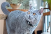 10种蓝猫品种