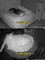 养宠监控实用场景解析，上班族、特殊需求宠物适用