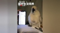 解锁养鸟秘籍：一站式宠物养护网站大揭秘！