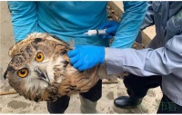 秋天到 上海动物园疫苗接种助力猛禽健康