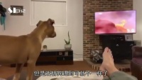 家里全是宠物狗怎么办啊