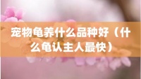 宠物龟养什么品种好（什么龟认主人最快）