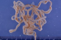 宠物虫(一般指宠物身上的寄生虫问题)