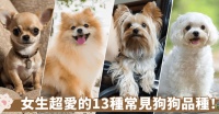 養狗必看|13種適合室內養的小型犬推薦!壽命、性格、如何飼養
