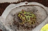 角蛙的食物选择指南