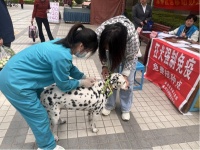 未央区：我为群众办实事 宠物免疫进社区