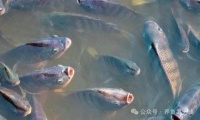鱼病虫害的10个诊断技术