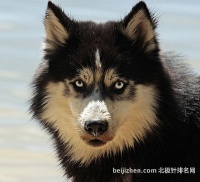 狗价格排名