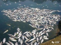 宠物寄生虫困扰？生态养鱼法来帮忙！