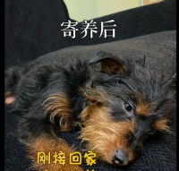 如何带宠物狗回家（外地居住宠物携带方法解析）