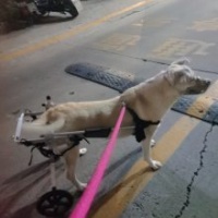 户外宠物用品 安全过马路防撞没电 安全宠物狗带 LED发光项圈狗套价格