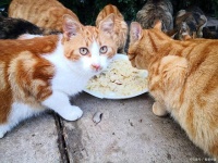 自制猫粮指南：营养美味，轻松解决猫咪饮食问题