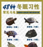 鉴定龟的年龄的4个方法（掌握这些技巧，准确判断你的龟的年龄！）