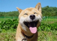 “秋田犬营养食谱，养宠必备！”