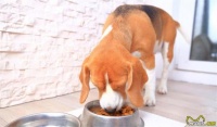 怎么判别犬粮适合狗狗？有这5种情况就要换粮，因为已经危害身体