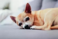 狗狗受伤六种快速急救方法
