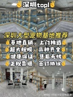 深圳口碑好的宠物店在哪里?实地探访这确保安全选购您的爱宠