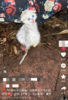 爱心视频成“摇钱树”？博主举报商家盗用救助流浪猫视频卖货
