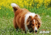 雪山特级全犬配方狗粮介绍