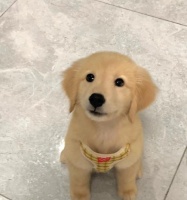 幼犬金毛的饮食指南（科学合理的营养摄入让幼犬金毛健康成长）