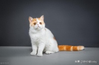 猫能吃的食物有这些