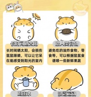 老鼠偷吃猫粮该如何处理？