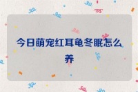 今日萌宠红耳龟冬眠怎么养