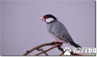 灰文鸟：轻松养，快乐飞！