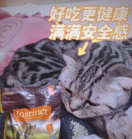 高蛋白猫粮的好处和选择（了解高蛋白猫粮的必要性及如何选购）