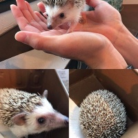 全球最知名的13家动物咖啡馆