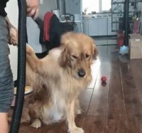 金毛宠物养护指南(纠正金毛爱扑人坏习惯,打造友善宠物)