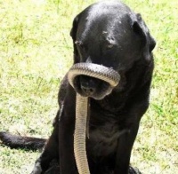 「以什么狗可以抓蛇？」（「探索适合蛇类追捕的犬种及其特点」）